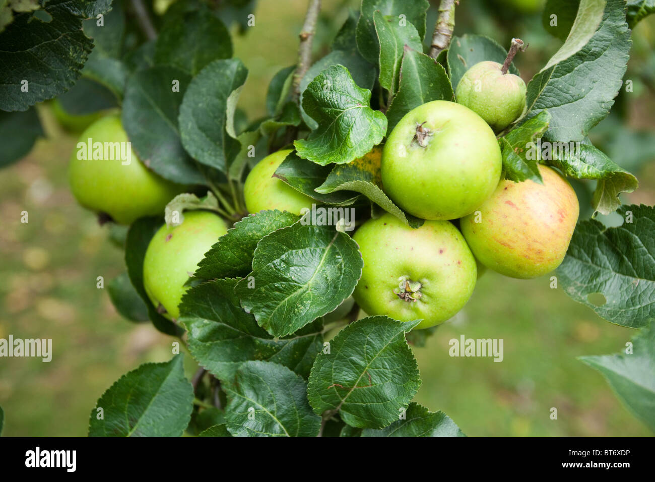 Mele maturazione su un albero di mele, Hampshire, Inghilterra, Regno Unito. Foto Stock