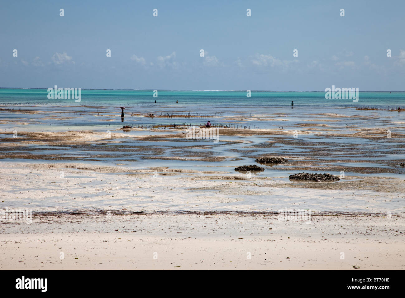Jambiani, Zanzibar, Tanzania. Appartamenti di marea a bassa marea sul lato orientale dell'isola. Le donne coltivano le alghe su questi appartamenti di marea per l'esportazione. Foto Stock