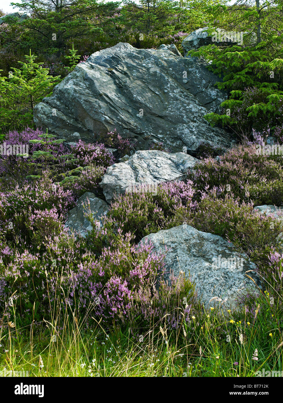 Rocce e heather su una selvaggia collina rocciosa Foto Stock