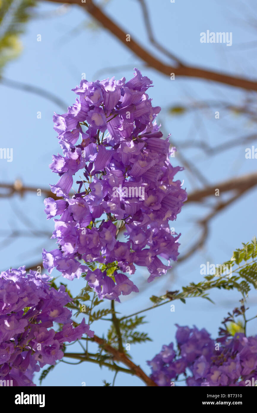 Jacaranda mimosifolia sullo sfondo del cielo Foto Stock