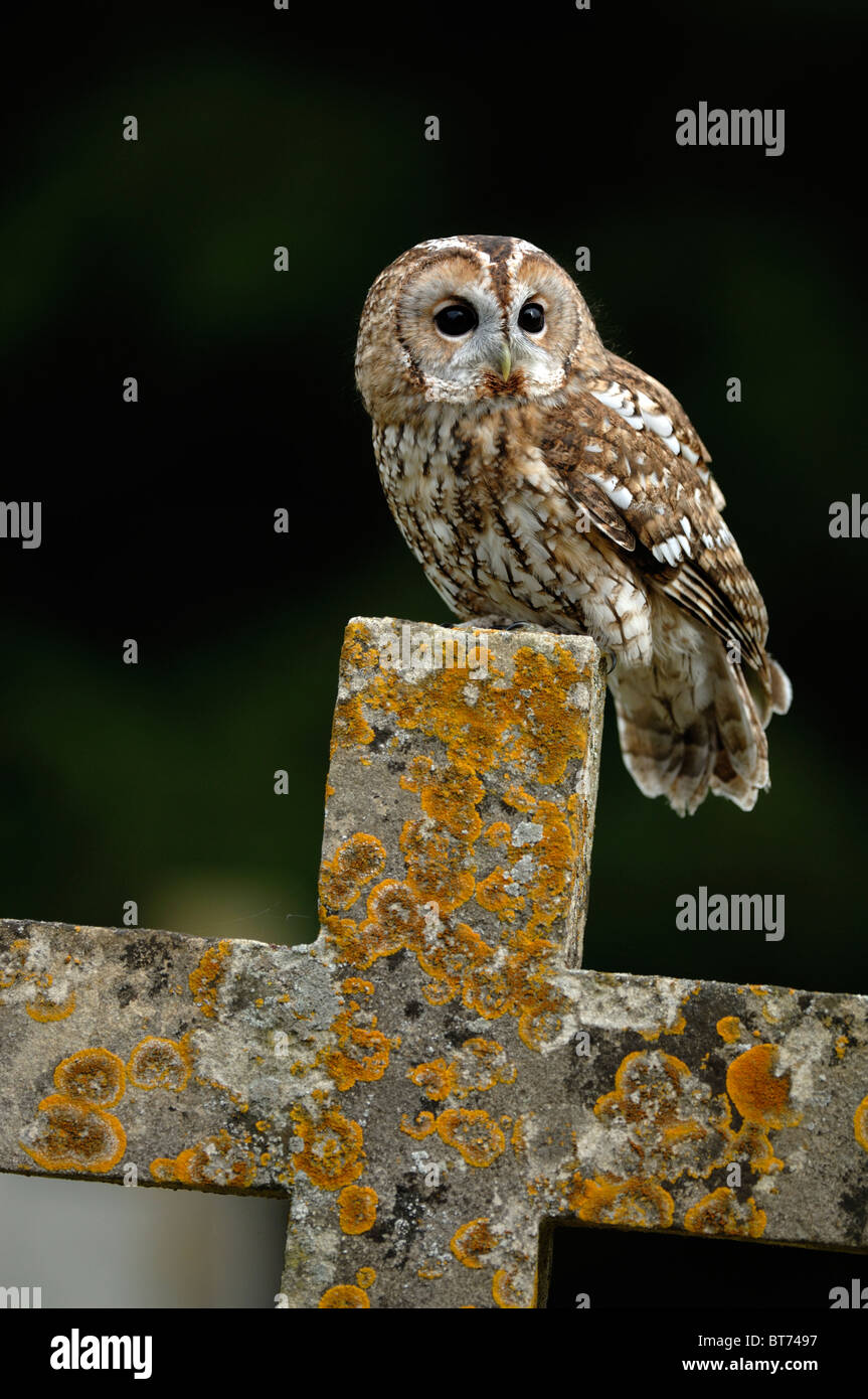 aluco strix di gufo bruno Foto Stock