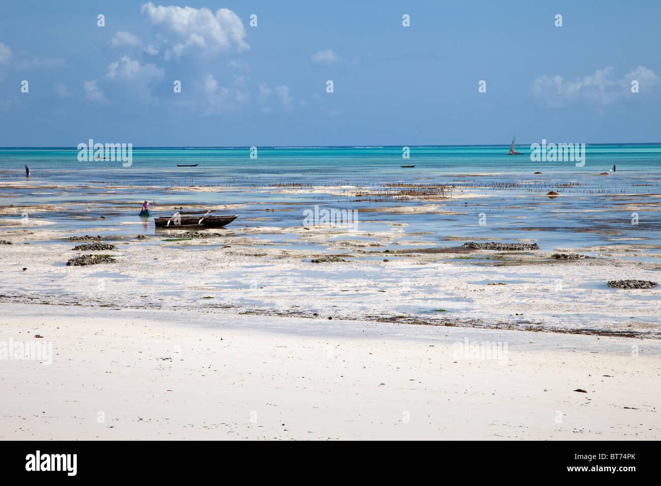 Jambiani, Zanzibar, Tanzania. La bassa marea sul lato orientale dell'isola. Le donne coltivano le alghe su questi appartamenti di marea per l'esportazione. Foto Stock