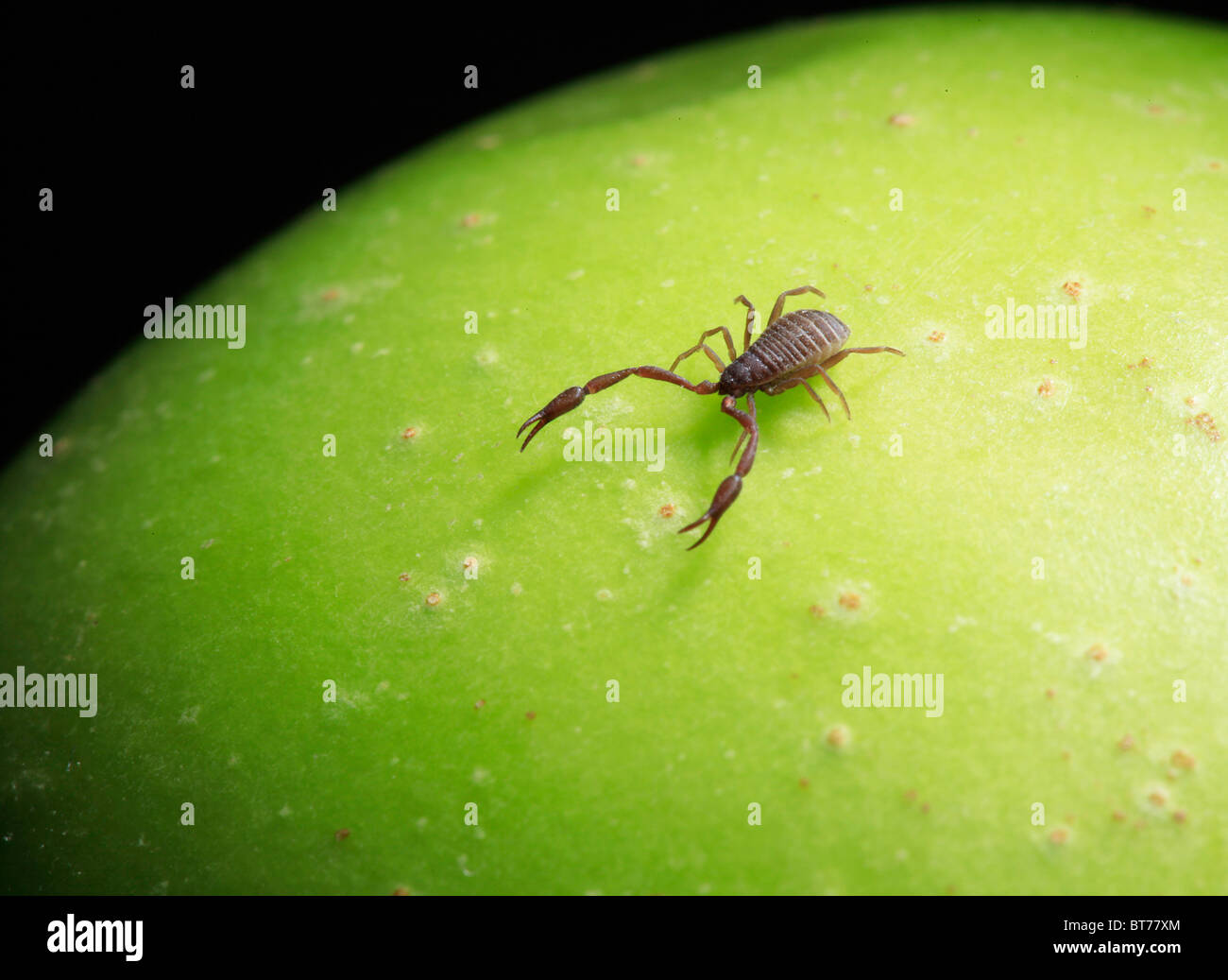 Pseudoscorpion (Chelifer cancroides) sulla superficie verde Foto Stock