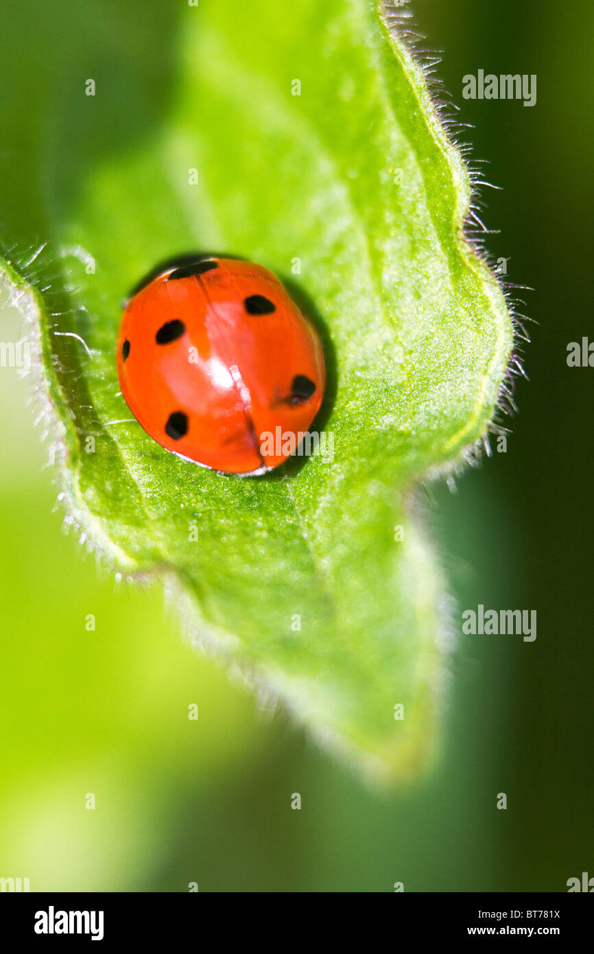 Lady Bird,Coccinella 7 posto punctataChildren Foto Stock