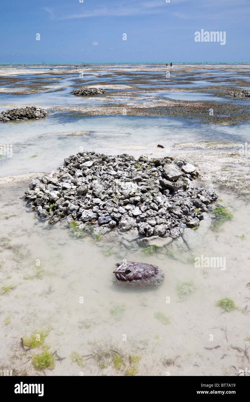 Jambiani, Zanzibar, Tanzania. Cumuli di pietre sepolte Marchio di gusci di noce di cocco, una fonte di cocco, per fune. Foto Stock