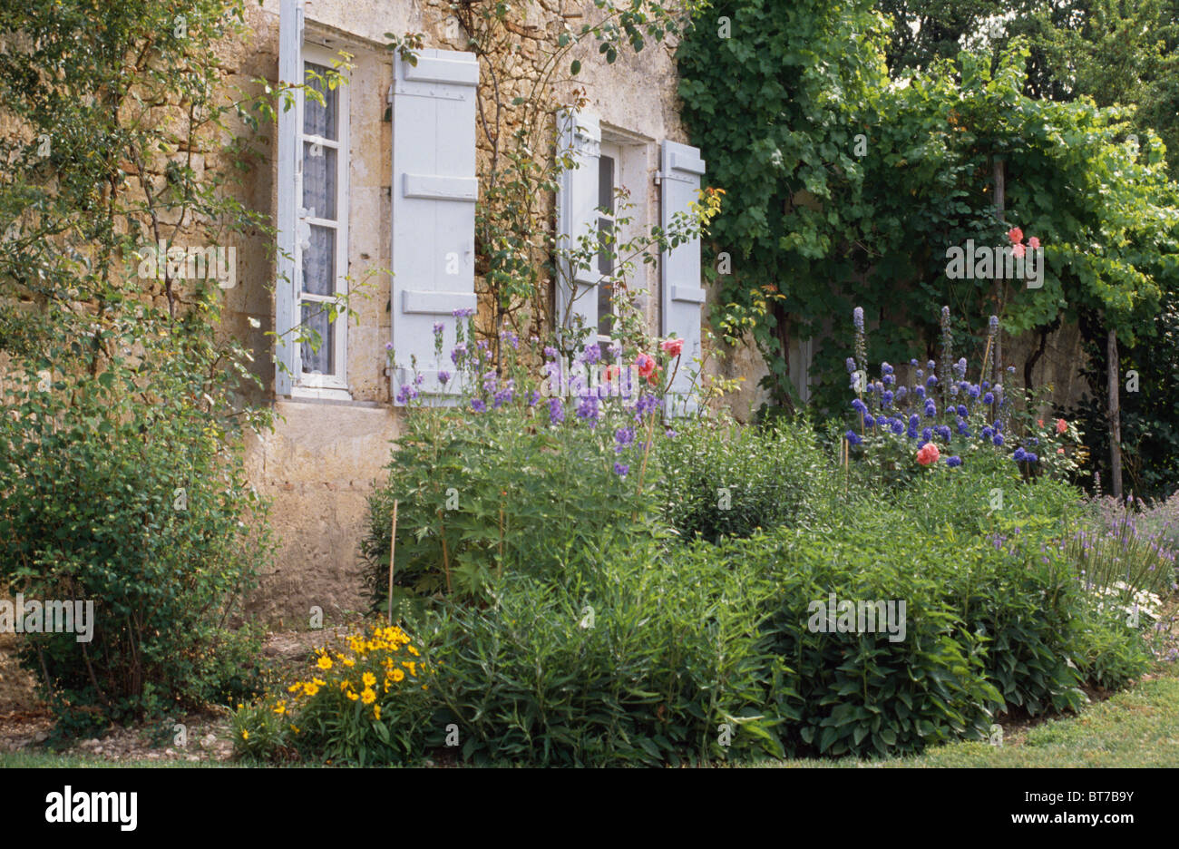 Blue delphiniums nel confine sotto la finestra con grigio chiaro scuri nel giardino della casa francese di campagna in estate Foto Stock