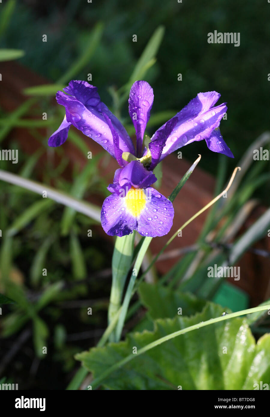 Viola/Iris blu fiore con goccioline di acqua a petali Foto Stock