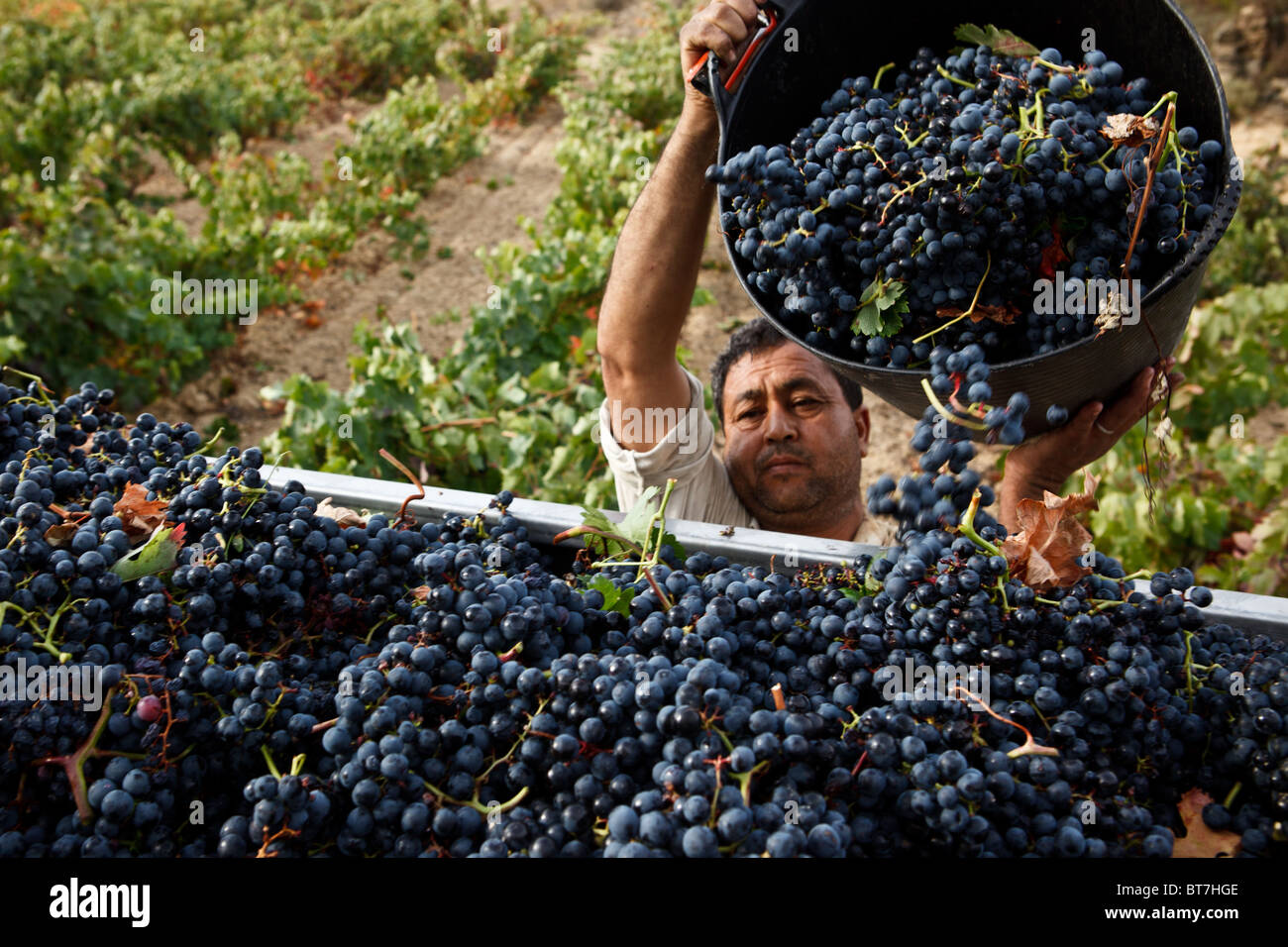 8 ottobre 2010 lavoratore marocchino durante la Rioja vendemmia presso Casa Primicia cantina, Laguardia, Alava, Paesi Baschi, Spagna. Foto Stock