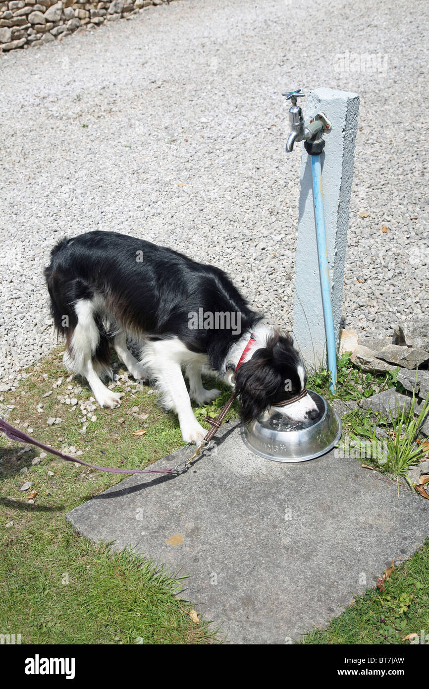 Una razza Cross Border Collie cane bere da una ciotola con un rubinetto di acqua su un post Foto Stock