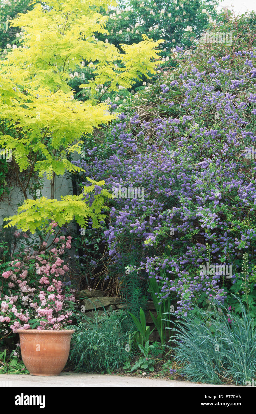 Le rose rosa in vaso in terracotta sotto a calce verde false acacia e Blu lilla californiano in angolo di estate country garden Foto Stock