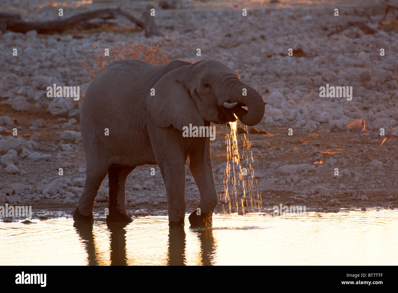 Bush africano Elefante africano (Loxodonta africana) acqua potabile nell'ultima luce della sera, il Parco Nazionale di Etosha, Namibia, Africa Foto Stock