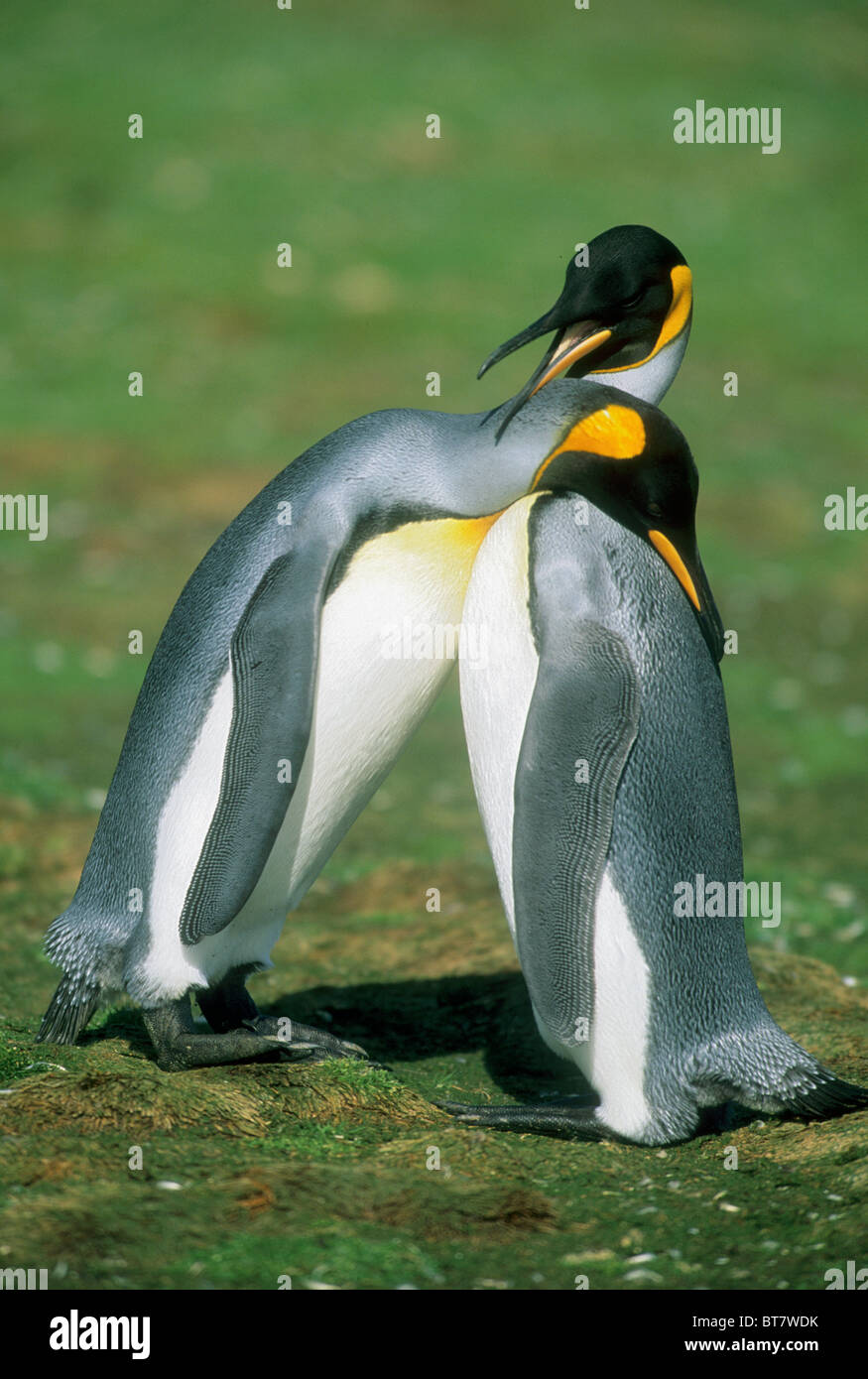 Pinguino reale (Aptenodytes patagonicus) coppia di corteggiamento, Volunteer Point, Isole Falkland Foto Stock