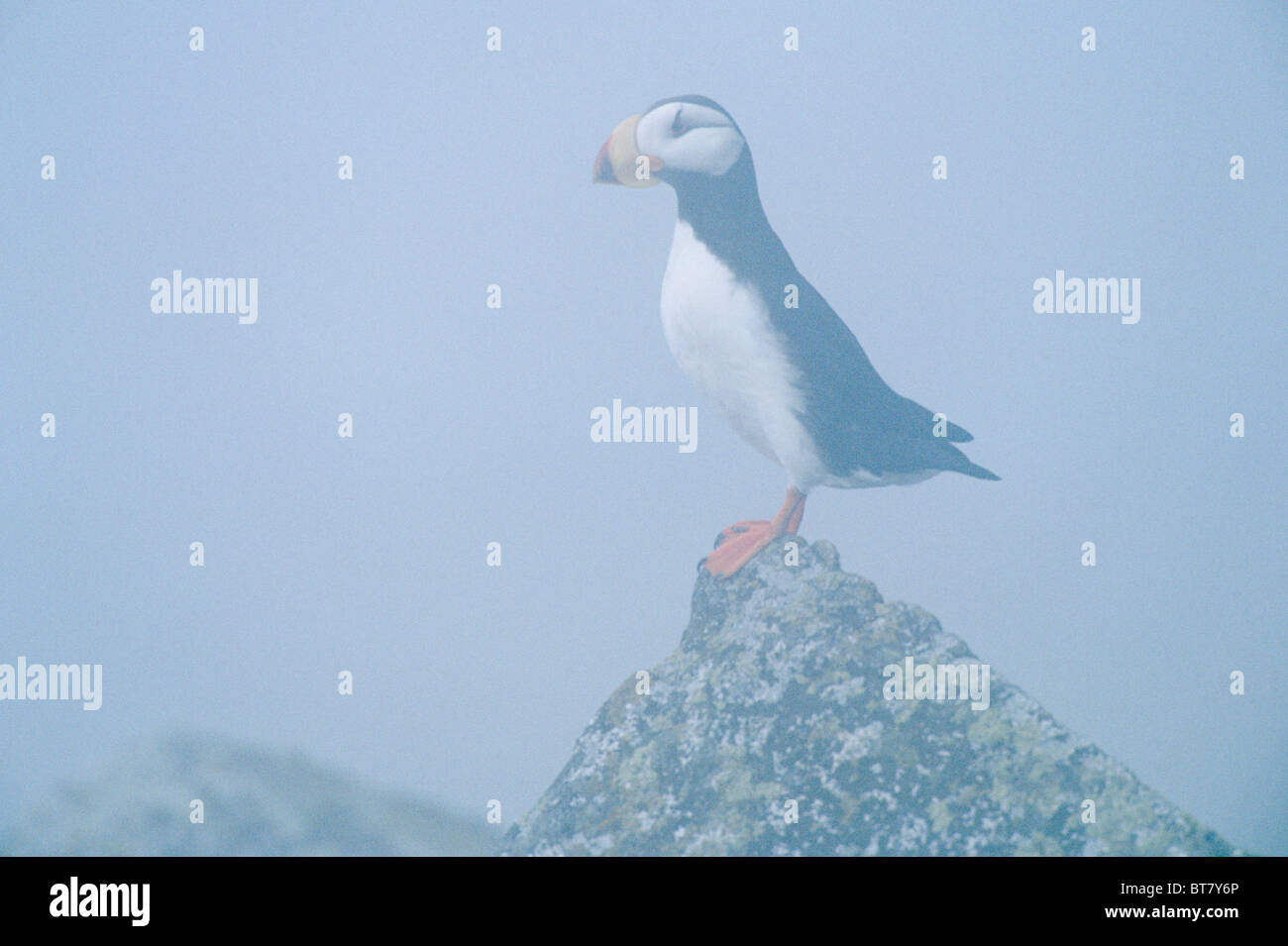 Cornuto puffini, (Fratercula corniculata), ritratto, Luglio, Talan isola vicino Magadan, Mare di Ohotsk, Russia Foto Stock
