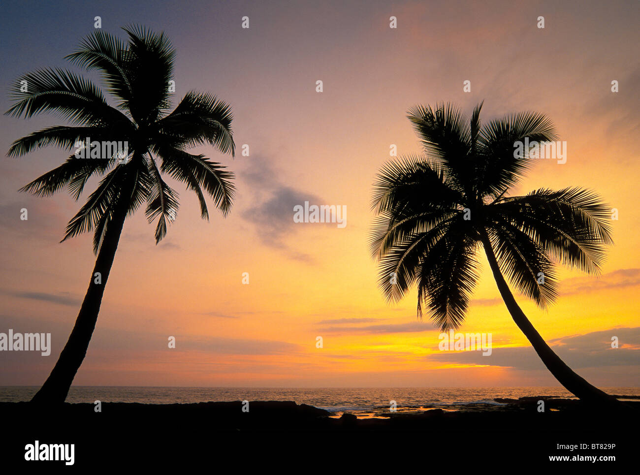 Palme di cocco al tramonto; Pu'uhonua O Honaunau National Historical Park, Sud Kona, isola di Hawaii. Foto Stock