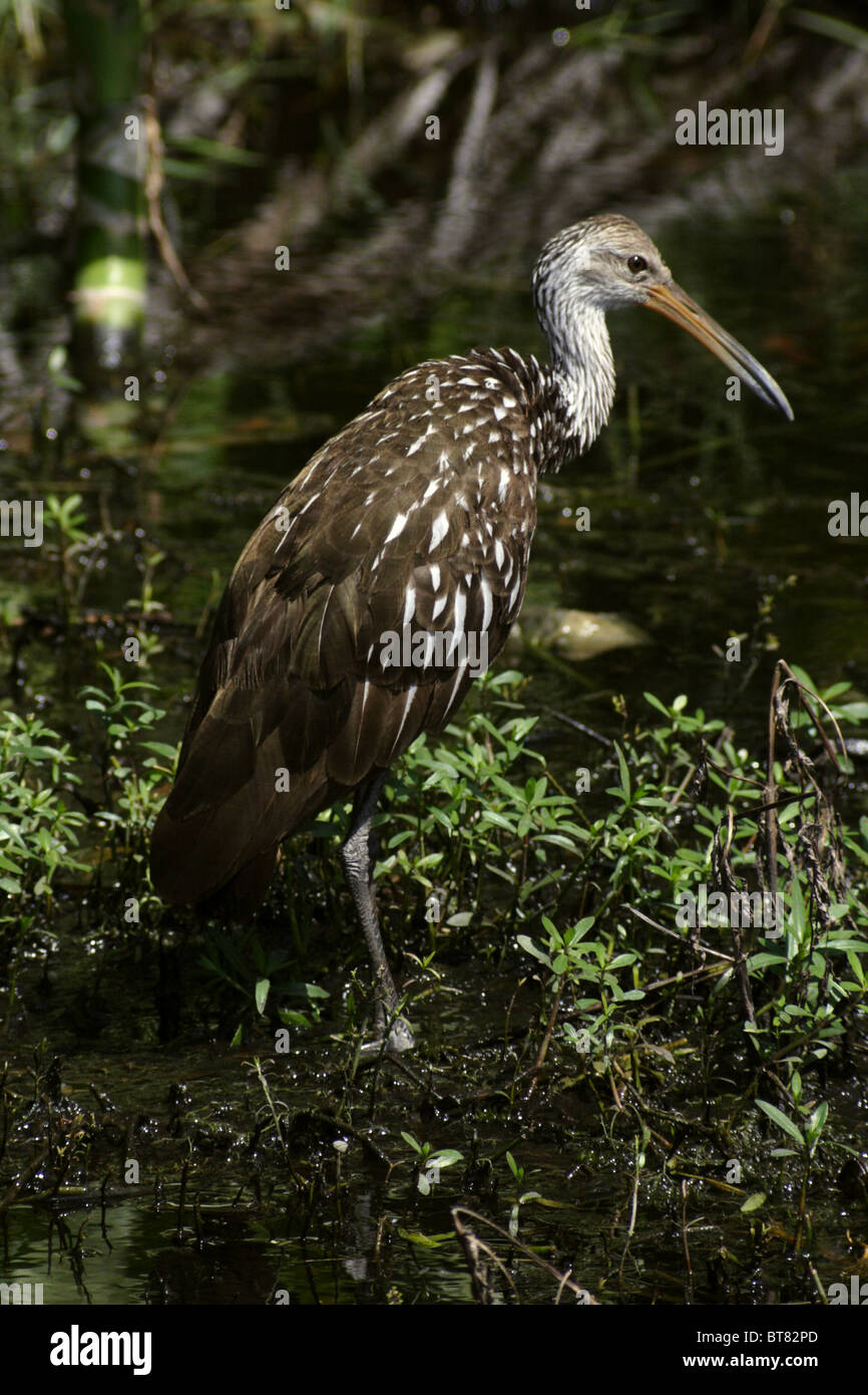 Aramus guarauna Foto Stock