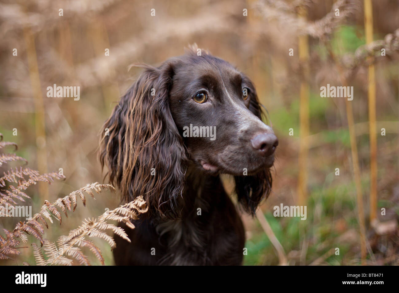 Lavorando cocker spaniel Foto Stock