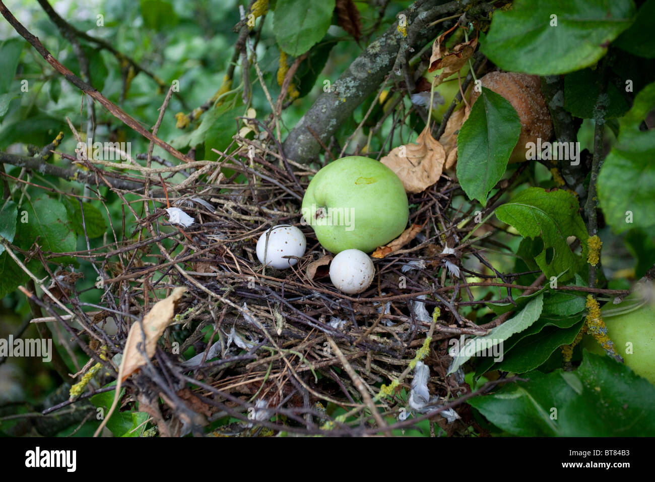 Nido di piccione con uova e un apple Foto Stock