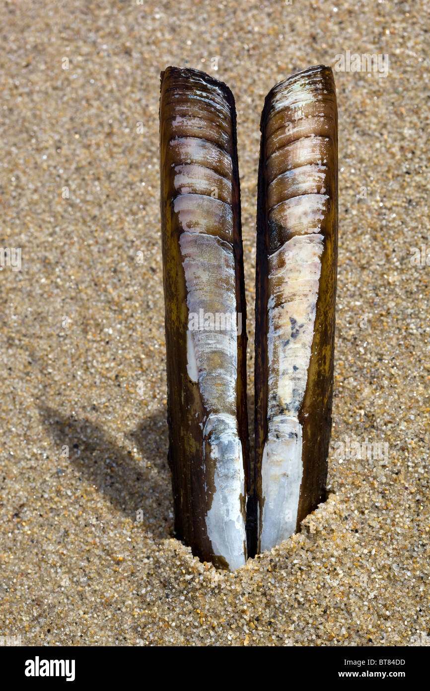 Razor clam shell Foto Stock