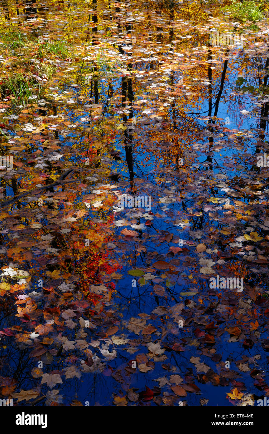 Foglie colorate galleggianti e riflessa in un tranquillo laghetto in autunno sul sentiero Blanchet Gatineau Foto Stock