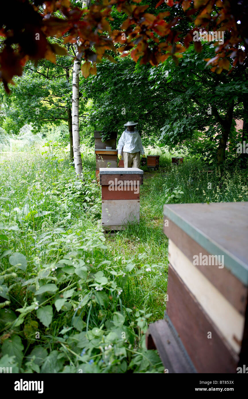 Alveari, sotto gli alberi con apicoltore in distanza Foto Stock