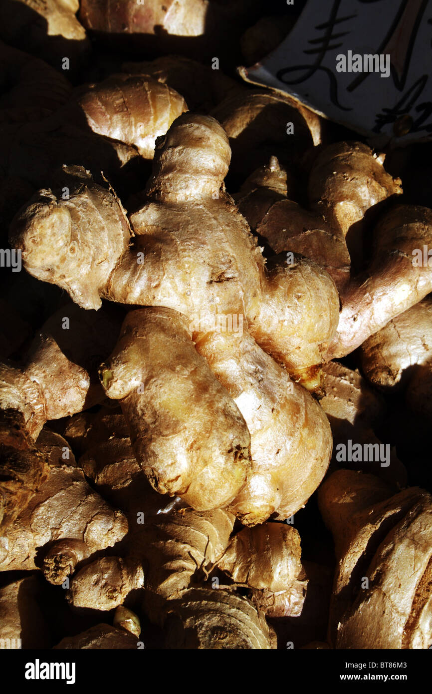 Lo zenzero Zingiber officinale spice stabilimento alimentare consistente del tubero Foto Stock