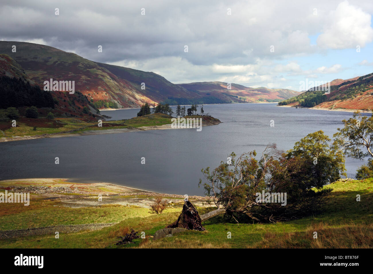 Albero caduto dal bordo di Haweswtarer vicino a Mardale, nel Parco Nazionale del Distretto dei Laghi, Cumbria, Inghilterra. Foto Stock