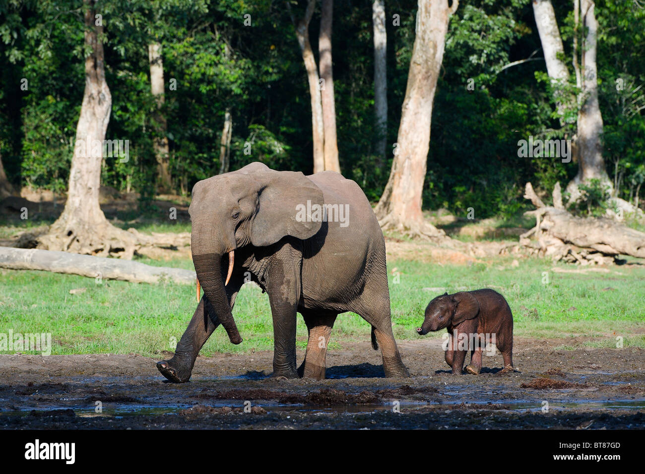 Trapano. La foresta africana Elephant (Loxodonta cyclotis) è una foresta abitazione elephant del bacino del Congo. Foto Stock