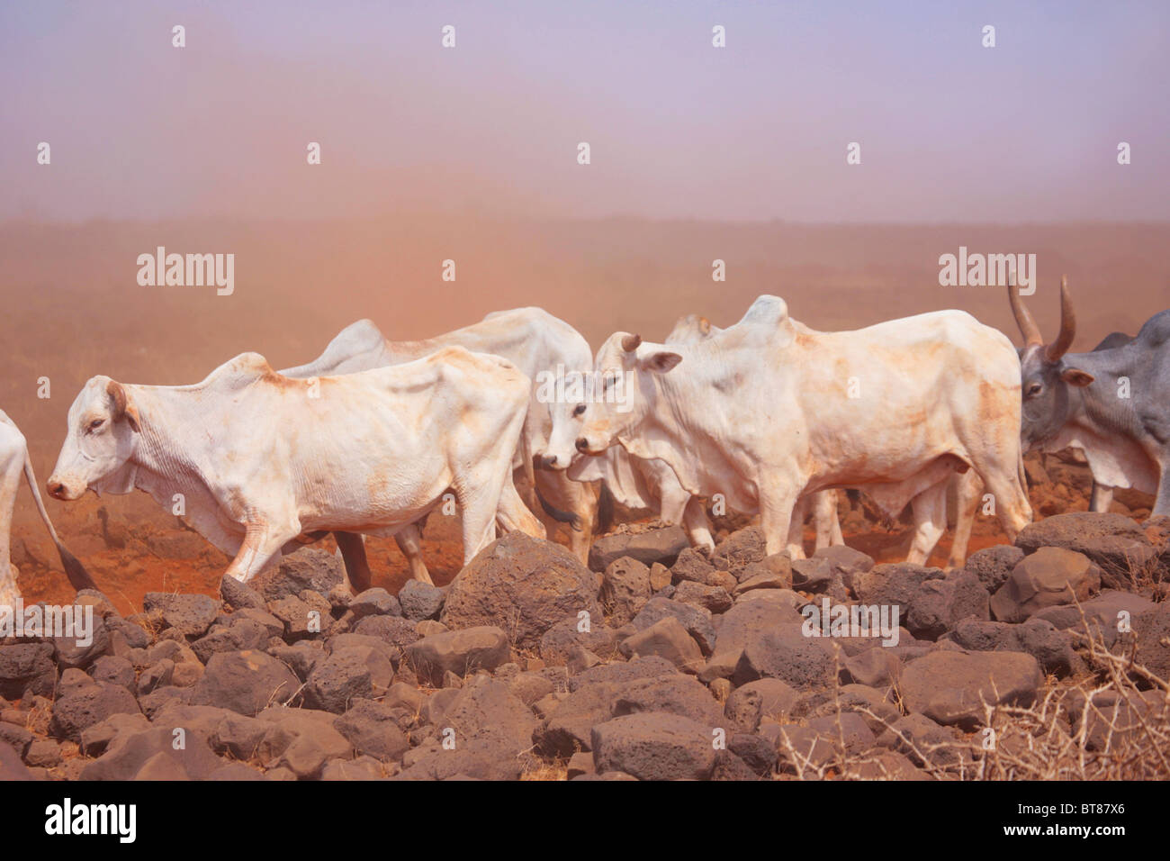 Le vacche nel deserto del nord del Kenya tra Isiolo e Marsabit Foto Stock