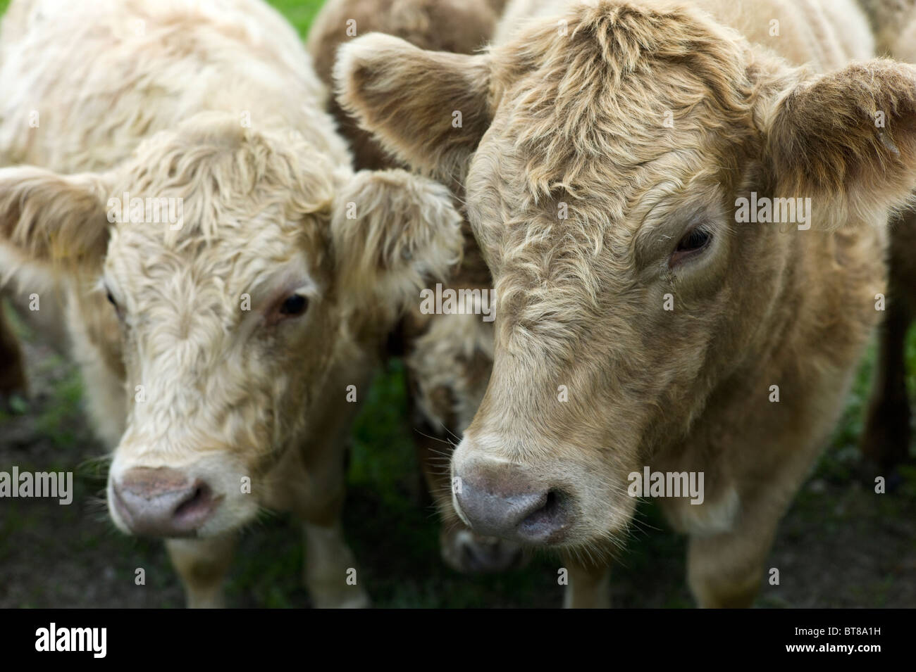 Aberdeen Angus galloway croce vacche di razza su bedfordshire farm Foto Stock