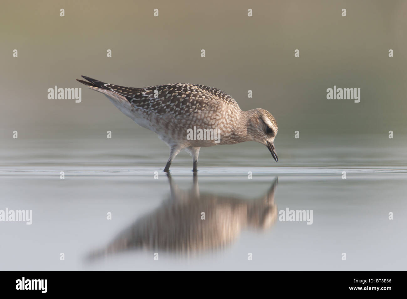 American Golden-Plover (Pluvialis dominica) - capretti, Est stagno, Jamaica Bay Wildlife Refuge Foto Stock