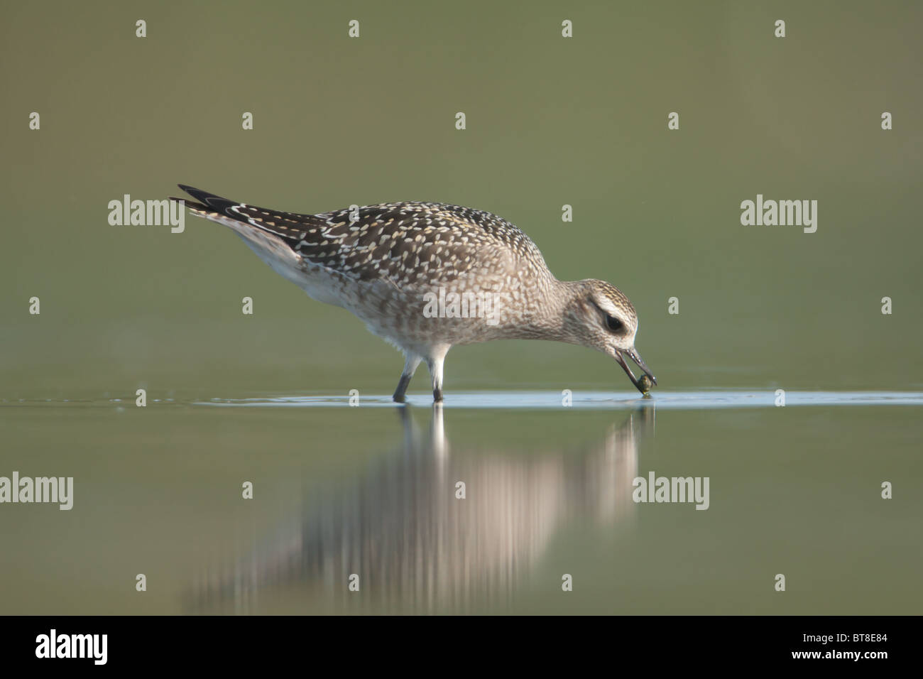 American Golden-Plover (Pluvialis dominica) - i bambini con il cibo nel suo becco, East stagno, Jamaica Bay Wildlife Refuge Foto Stock
