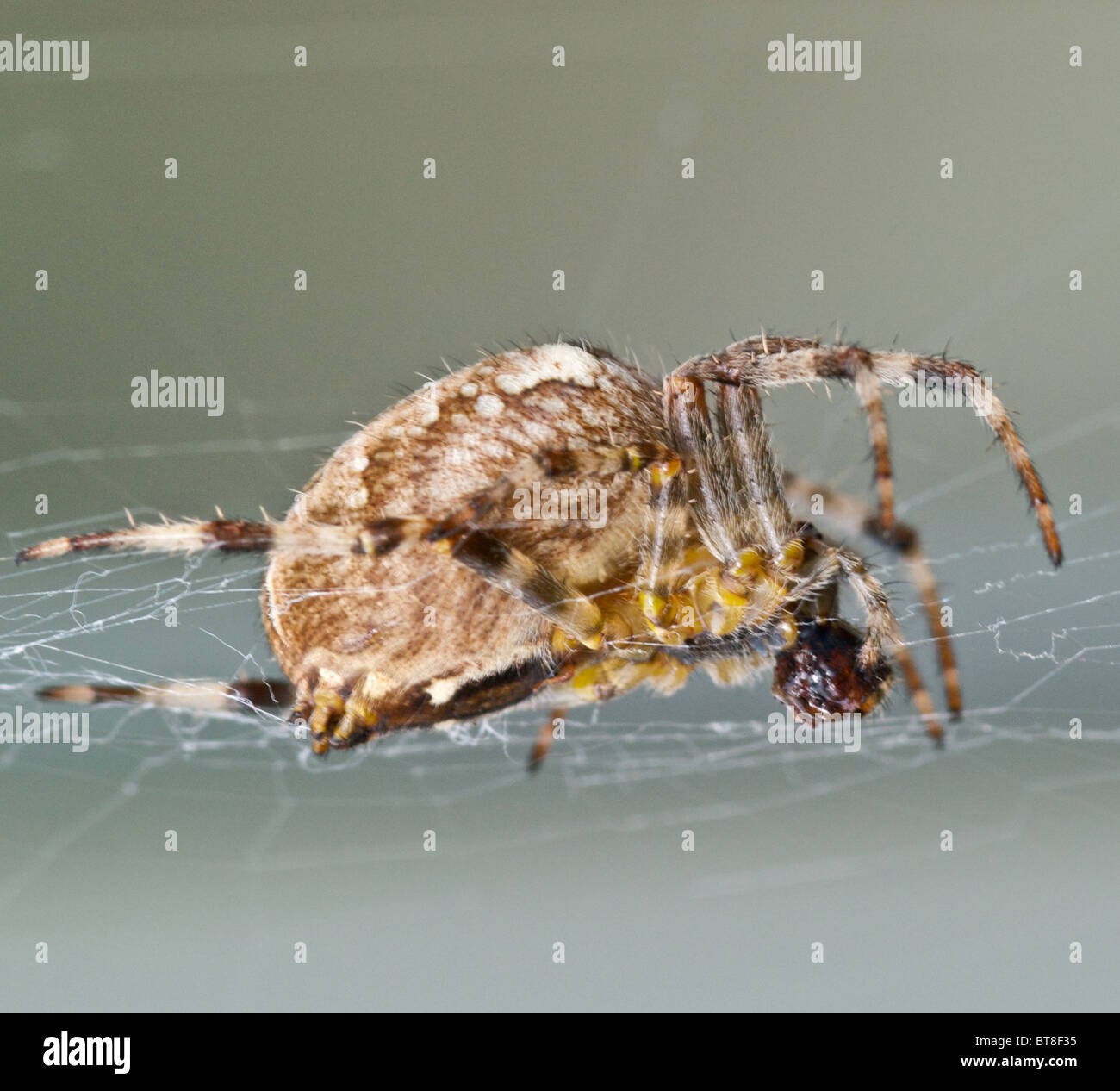 Femmina Giardino comune Spider divorando i resti di un volo. Regno Unito Foto Stock
