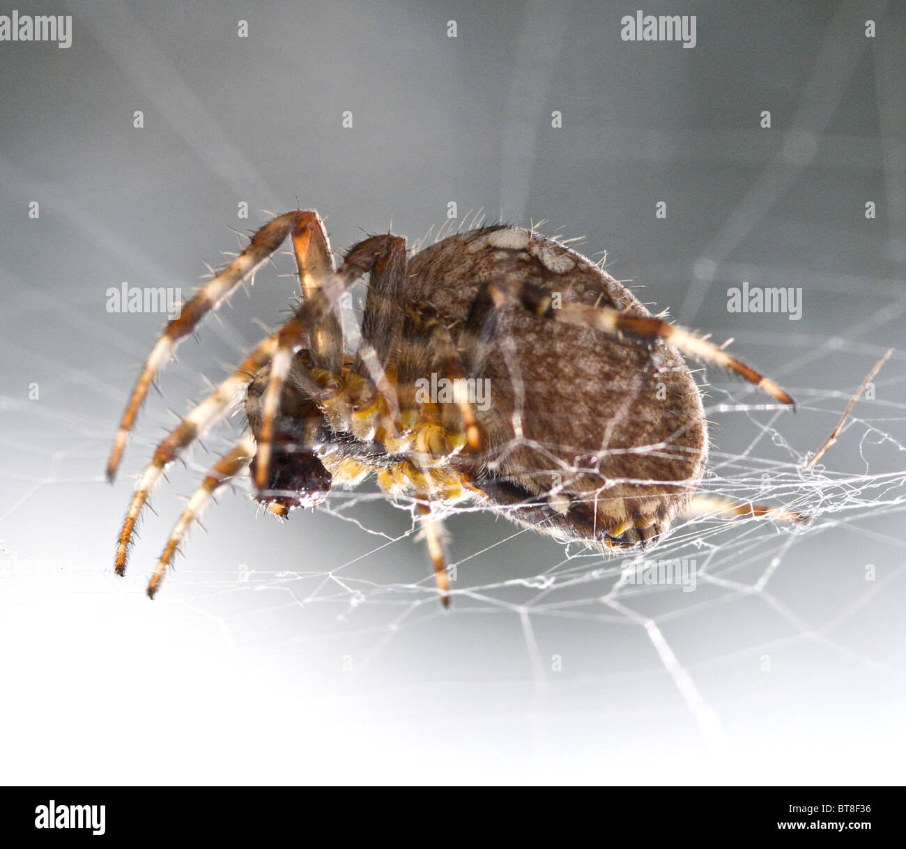 Femmina Giardino comune Spider divorando i resti di un volo. Regno Unito Foto Stock