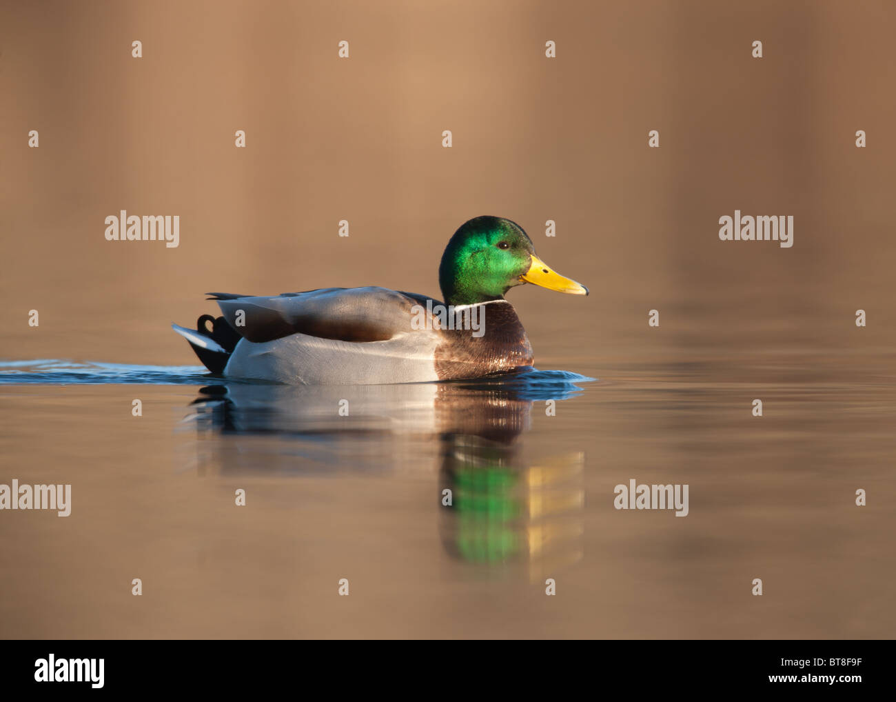 Il germano reale (Anas platyrhynchos) - Maschio nuoto Foto Stock