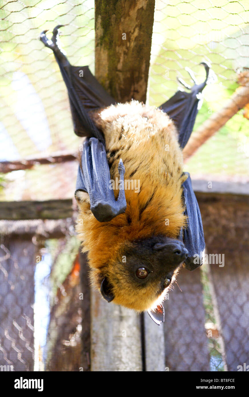 Madagascar, Flying Fox (Pteropus rufus) bat Foto Stock