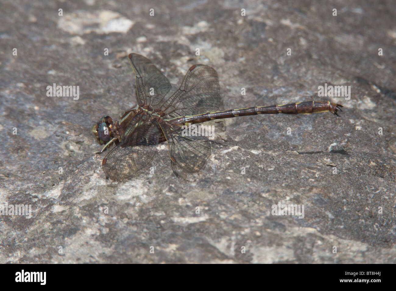 Ashy Clubtail (Phanogomphus lividus) - Maschio su una roccia Foto Stock