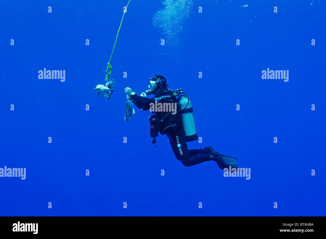 Blu alimentazione degli squali, Prionace glauca, Azzorre, Portogallo, Oceano Atlantico Foto Stock