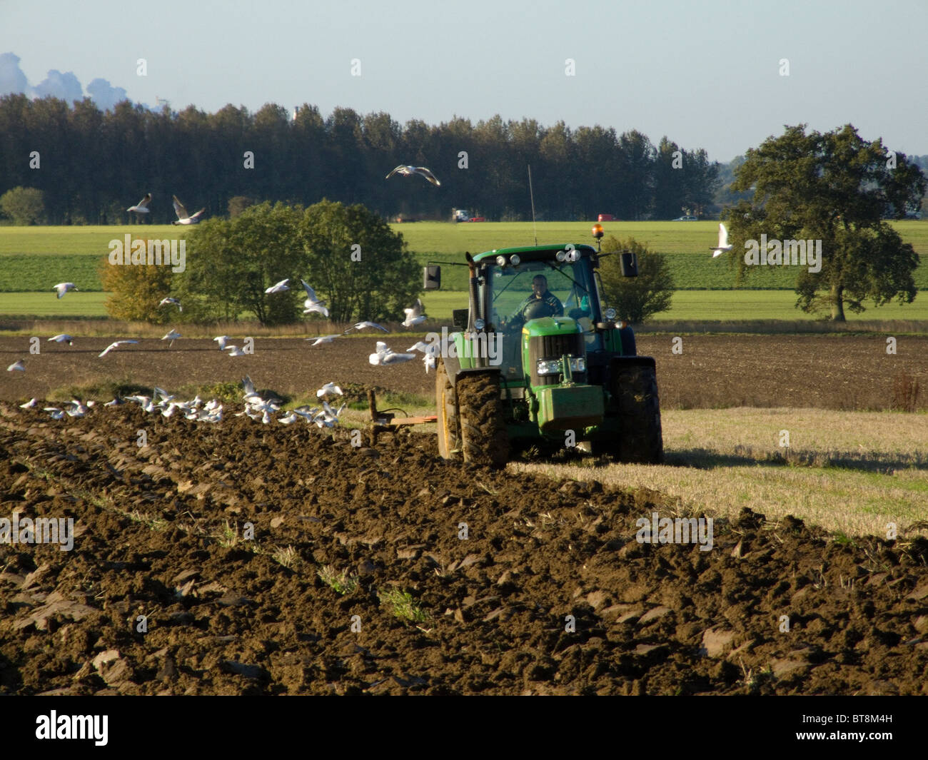 John Deere trattore 6930 arando un campo su una luminosa e soleggiata giornata di ottobre essendo seguito da gabbiani battenti in cerca di cibo Foto Stock