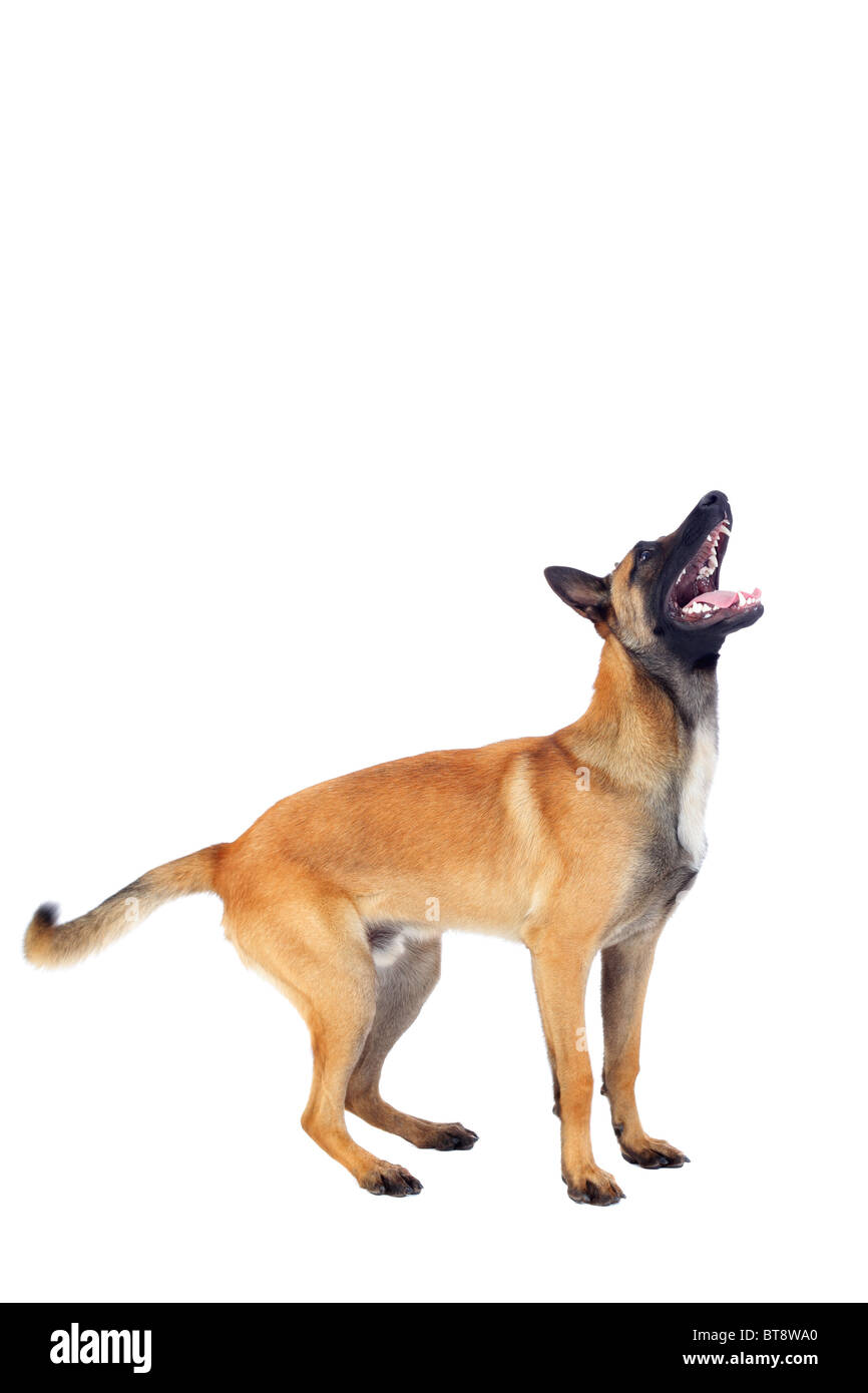 Pastore belga cane isolato su sfondo bianco Foto Stock