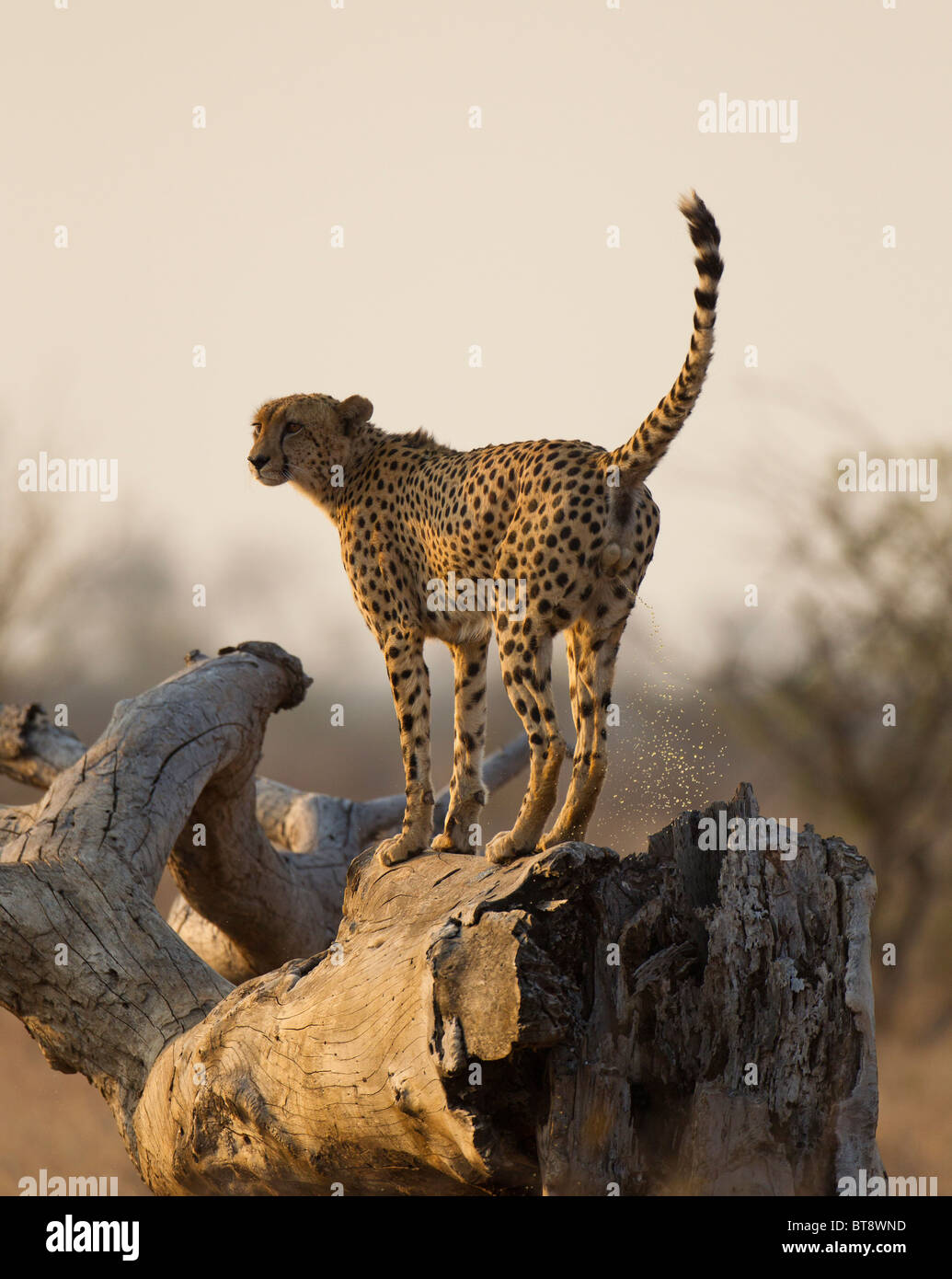 Cheetah profumo la marcatura di un tronco di un albero, Parco Nazionale Kruger Sud Africa Foto Stock