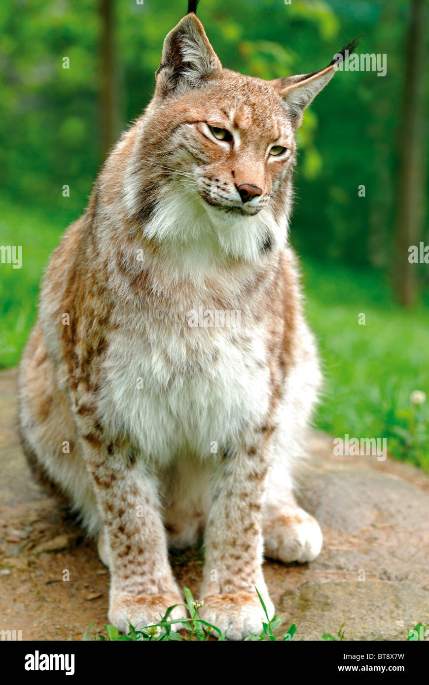 Francia, Midi-Pirenei: lince euroasiatica nel parco animali 'Parc Animalier des Pyrenées' in Argelèz-Gazost Foto Stock