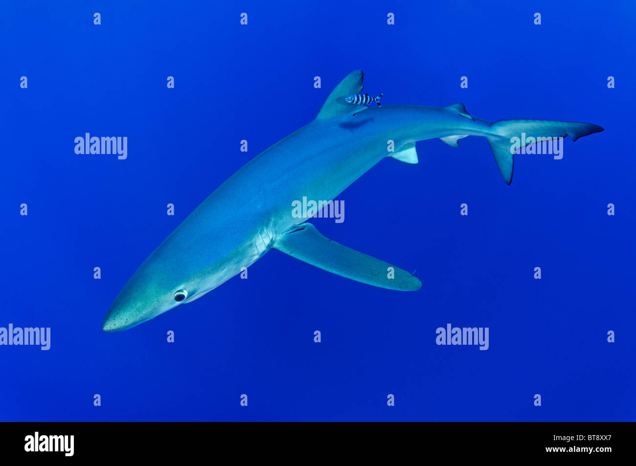 Blue Shark e pilotfisch, Prionace glauca, Naucrates raschiatore, Azzorre, Portogallo, Oceano Atlantico Foto Stock