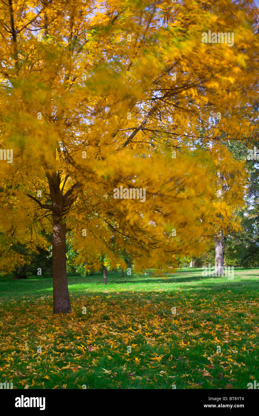 Inghilterra, Greater London, City of Westminster. Colori autunnali di un sicomoro in Hyde Park (Royal Garden), Londra. Foto Stock