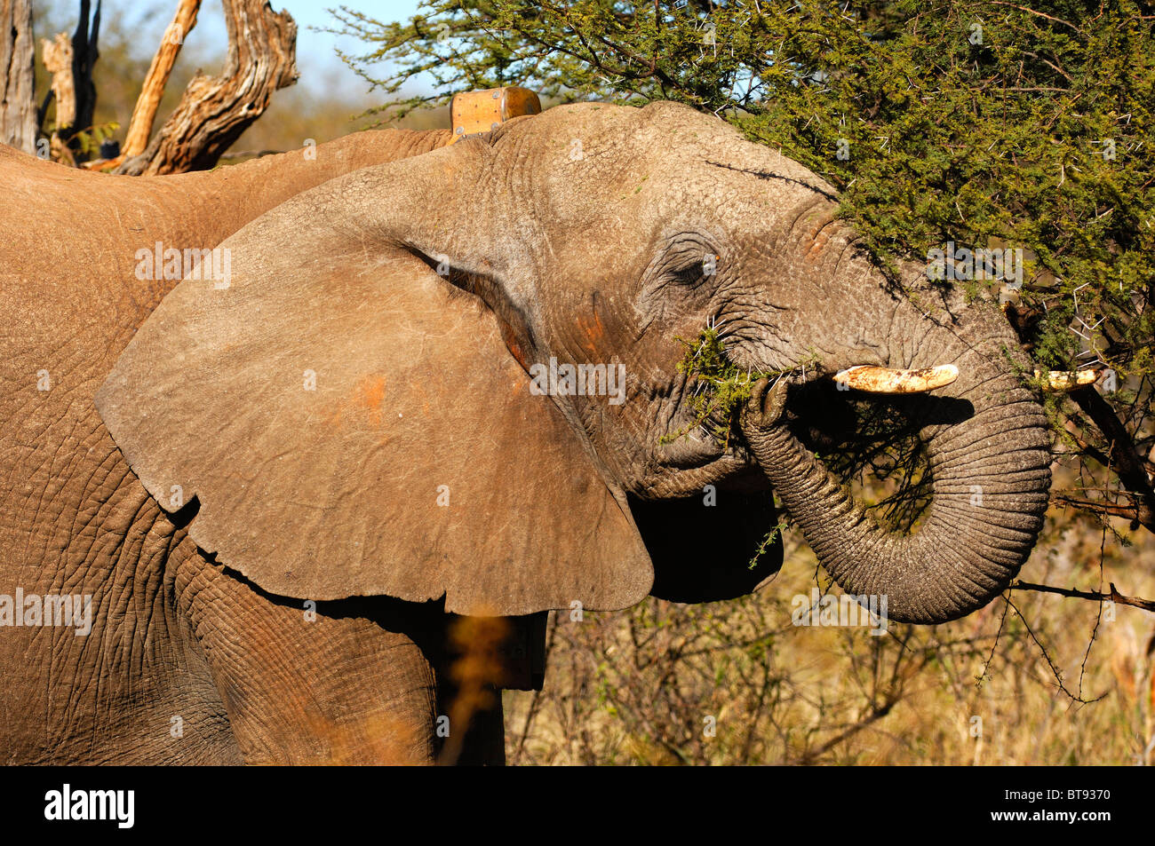 Elefante africano con trasmettitore radio rovistando su un thorn bush, Madikwe Game Reserve, Sud Africa Foto Stock