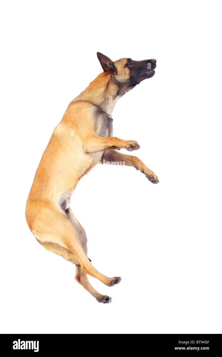 Pastore belga cane jumping contro uno sfondo bianco Foto Stock