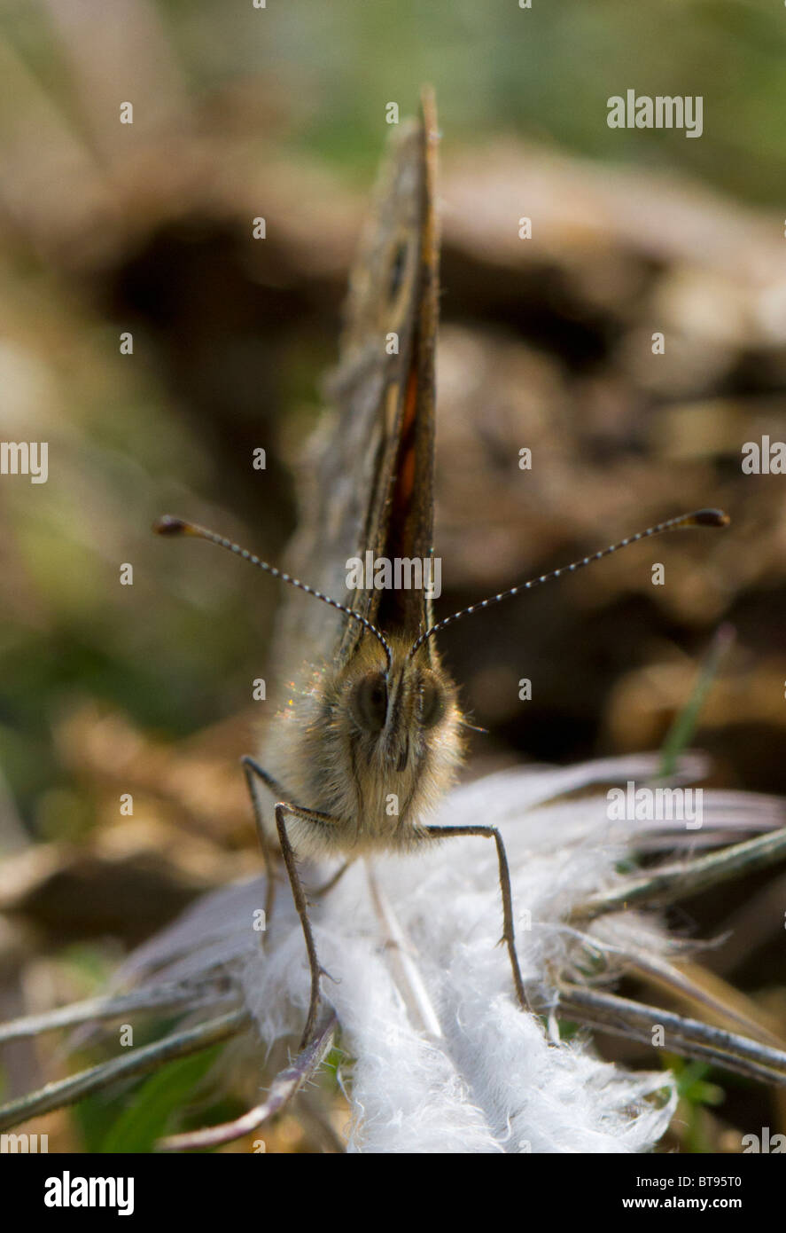 Parete maschio butterfly (Lasiommata megera) in appoggio su una piuma su chalk downland. Foto Stock