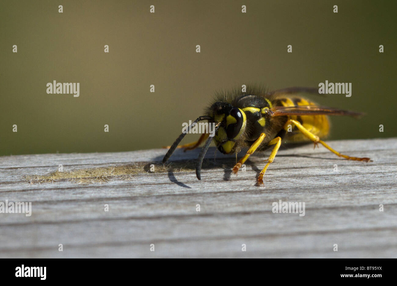 Wasp (Vespula germanica) la raccolta di legno per fare la carta per il suo nido Foto Stock