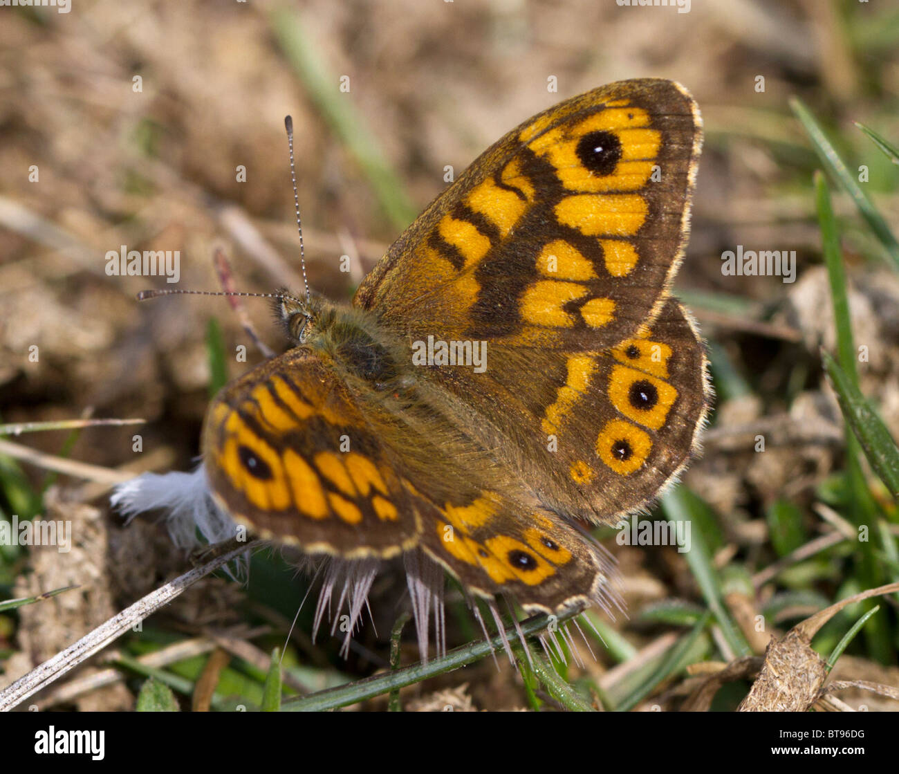 Parete maschio butterfly (Lasiommata megera) in appoggio su una piuma, su chalk downland. Foto Stock