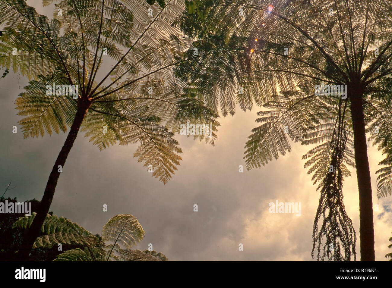 Felci arboree, Cyathea Contaminans, Malaysia, sera sun Foto Stock
