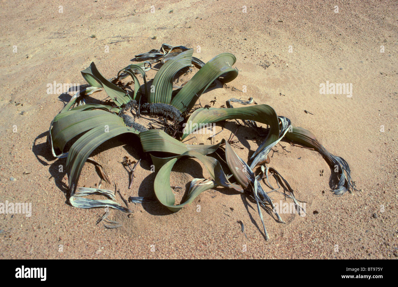 Welwitschia (Welwitschia mirabilis) Foto Stock